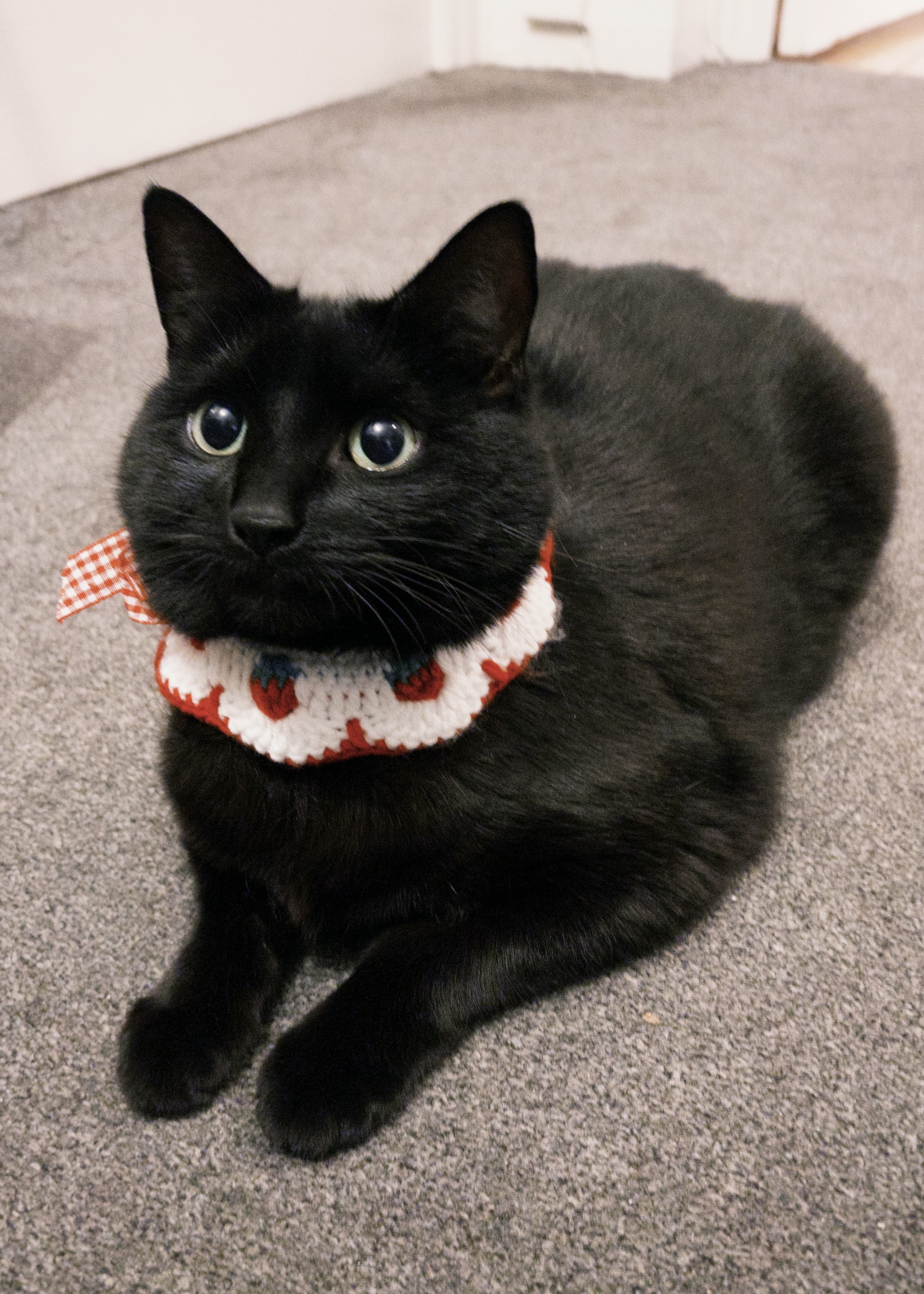 Photo of Aliki the cat